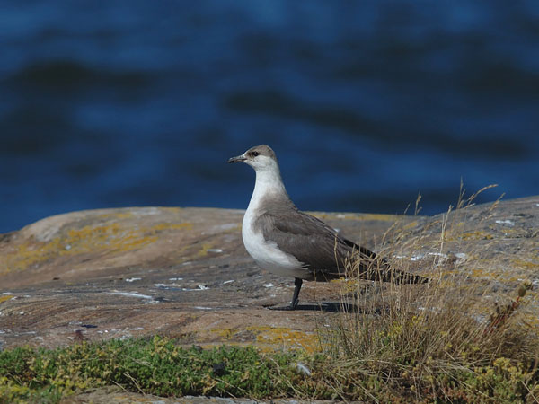 Merikihu, Parasitic Jaeger, Stercorarius parasiticus